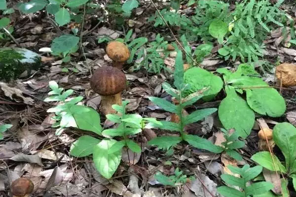 美味牛肝菌的營(yíng)養(yǎng)價(jià)值