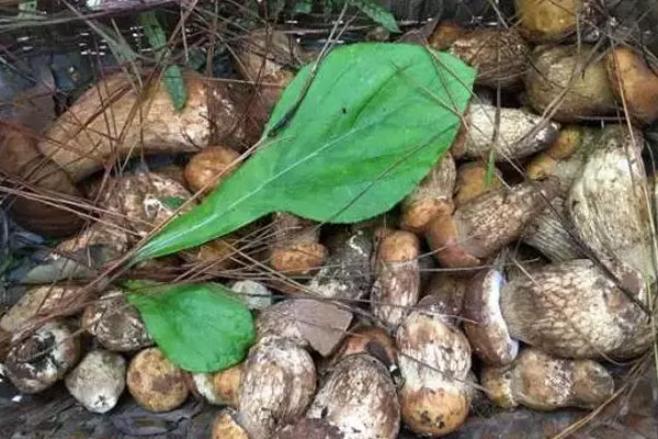 美味牛肝菌的食用禁忌
