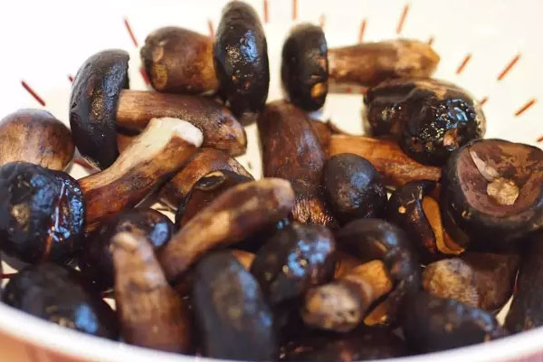 黑牛肝菌的食用禁忌