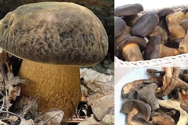 黑牛肝菌的功效作用與禁忌