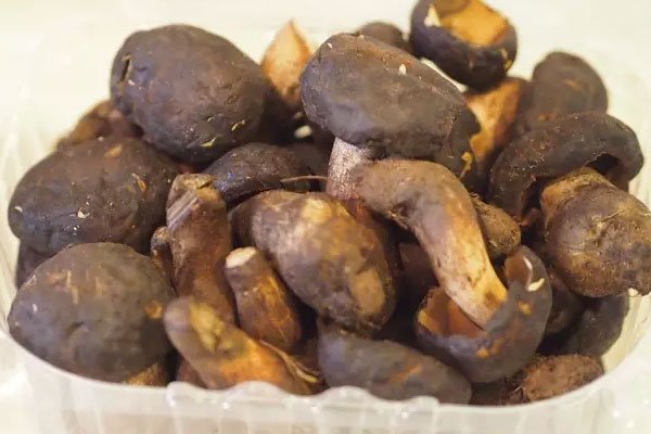 黑牛肝菌的營(yíng)養(yǎng)價(jià)值