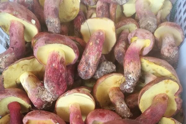 紅蔥牛肝菌的功效與作用及禁忌，紅蔥菌的營(yíng)養(yǎng)價(jià)值