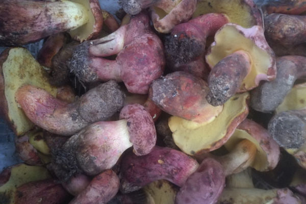 紅蔥牛肝菌的營養(yǎng)價值