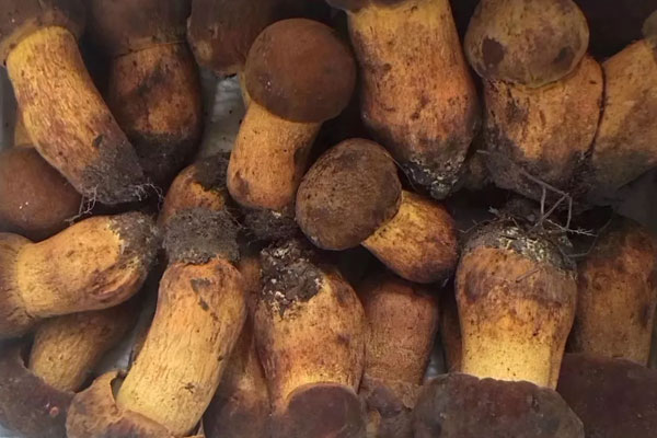 黃牛肝菌的功效與作用以及禁忌，黃牛肝菌的營(yíng)養(yǎng)價(jià)值