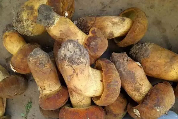 黃牛肝菌具有哪些營養(yǎng)價值