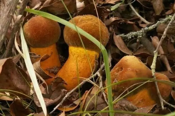 黃牛肝菌的食用禁忌