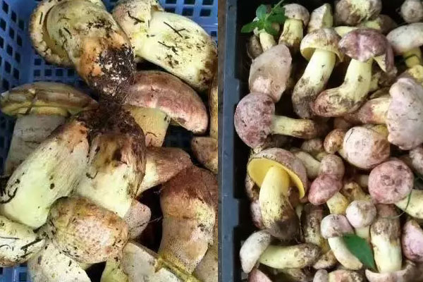 白蔥牛肝菌具有哪些功效與作用，白蔥牛肝菌的營(yíng)養(yǎng)價(jià)值