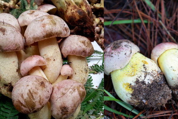 白蔥牛肝菌的食用禁忌