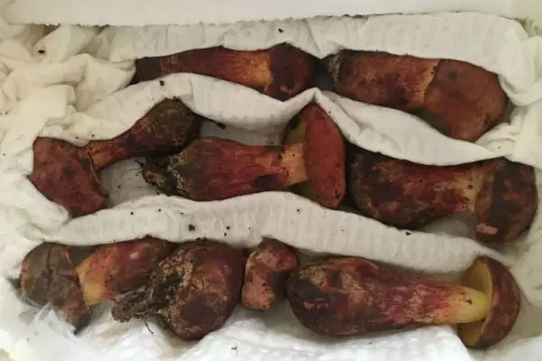 紅蔥牛肝菌的食用禁忌