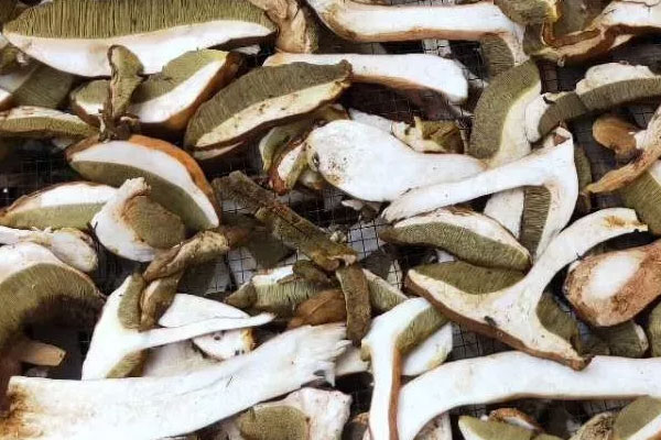 干品牛肝菌的保質(zhì)期有多長