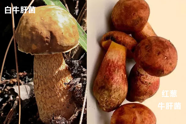 白牛肝菌和紅蔥牛肝菌的不同點