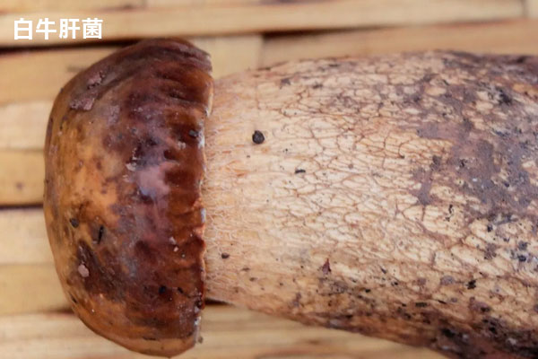 白牛肝菌和紅蔥牛肝菌的相同點