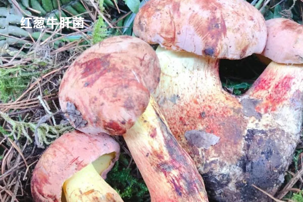 白牛肝菌和紅蔥牛肝菌的價格區(qū)別