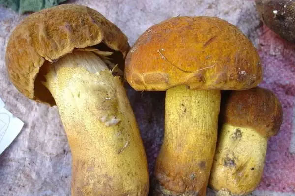 新鮮牛肝菌煮多久才熟