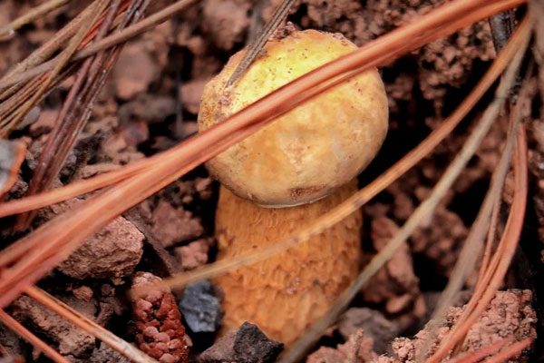 新鮮牛肝菌可以直接冷凍嗎