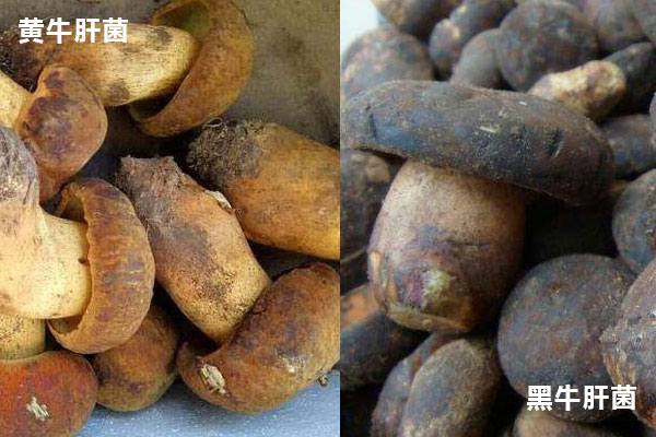 黃牛肝菌和黑牛肝菌哪個好吃