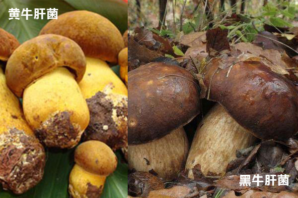 黃牛肝菌和黑牛肝菌有哪些區(qū)別