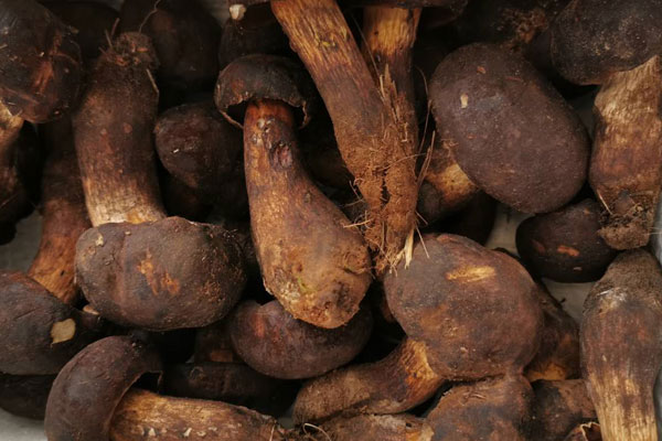 黑牛肝菌適合的人群