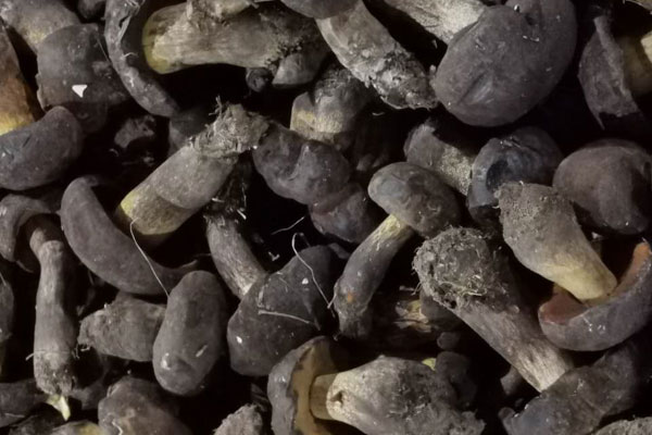 什么人不適合吃黑牛肝菌