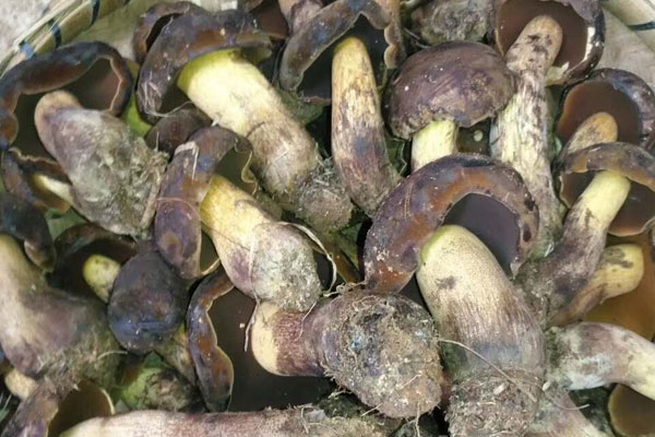 新鮮黑牛肝菌要焯水嗎