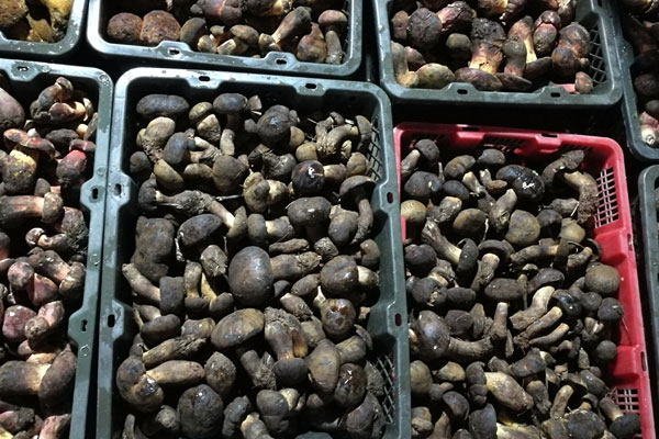 新鮮牛肝菌煲湯要焯水嗎