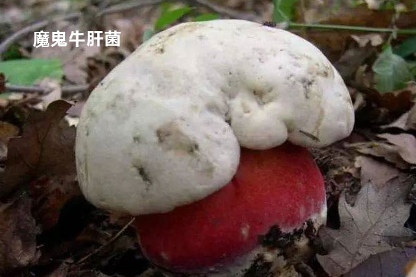 撒旦牛肝菌