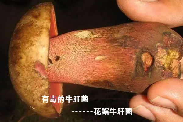 吃牛肝菌中毒我們應(yīng)該如何應(yīng)對(duì)