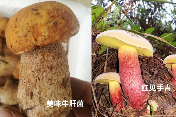 見(jiàn)手青和牛肝菌是同一種東西嗎