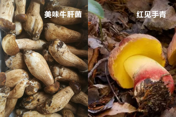 見(jiàn)手青與牛肝菌的區(qū)別