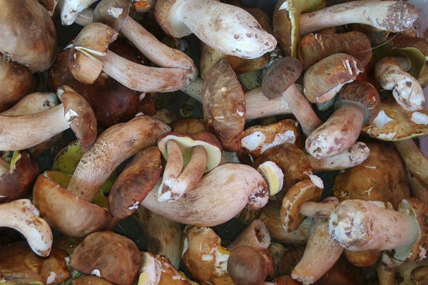 牛肝菌能生吃嗎