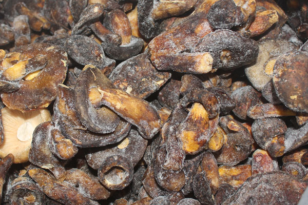 牛肝菌生吃會有什么后果