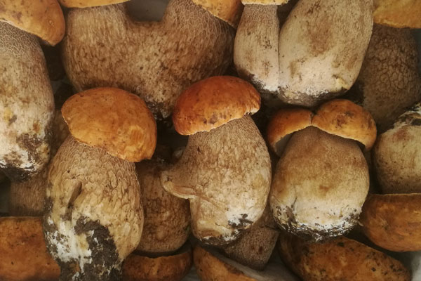 牛肝菌沒有熟會(huì)中毒嗎