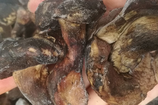 牛肝菌為什么會(huì)中毒