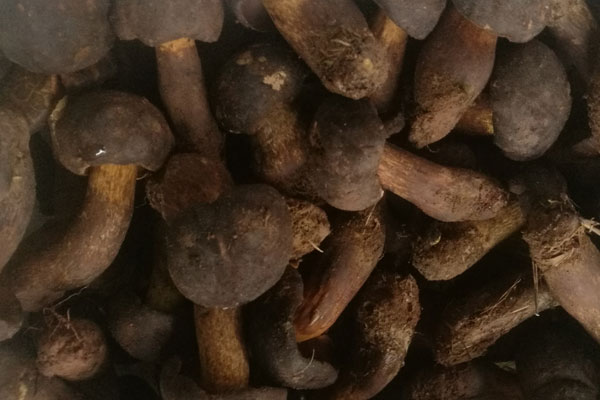 牛肝菌煮多久才不會(huì)中毒 牛肝菌煮多久才不會(huì)中毒