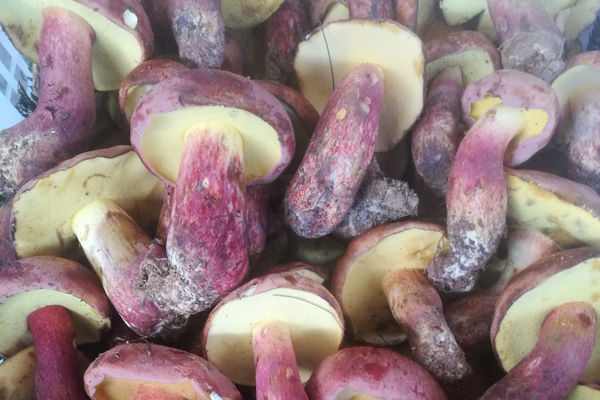 新鮮紅蔥牛肝菌價格