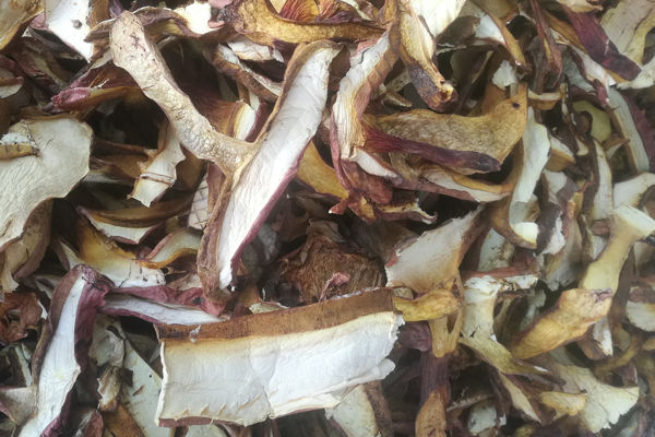 干紅蔥牛肝菌價格