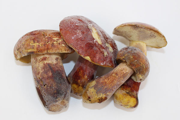 冰凍紅蔥牛肝菌價格