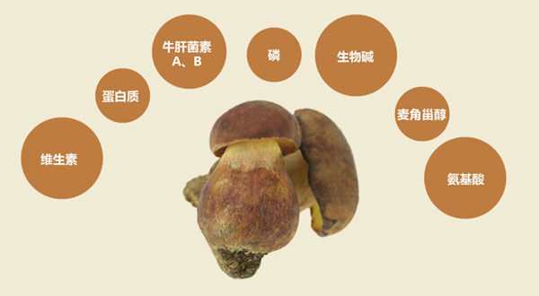 紅蔥牛肝菌的功效作用與營養(yǎng)價值