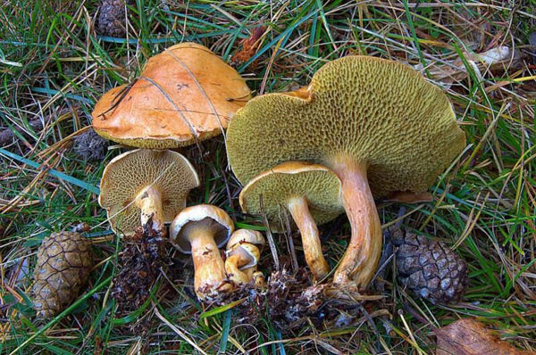 新鮮紅乳牛肝菌價(jià)格