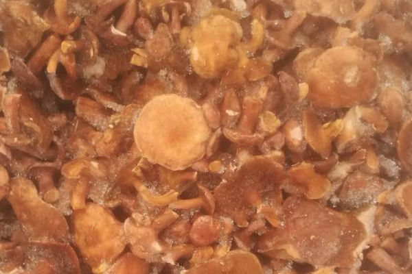 冰凍紅乳牛肝菌價(jià)格