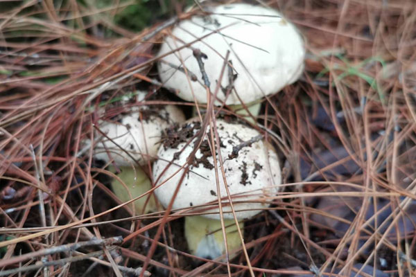 為什么牛肝菌是苦味