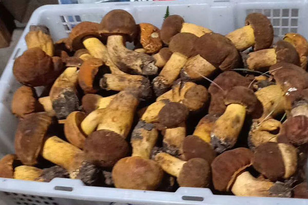 牛肝菌真正的味道是怎樣的