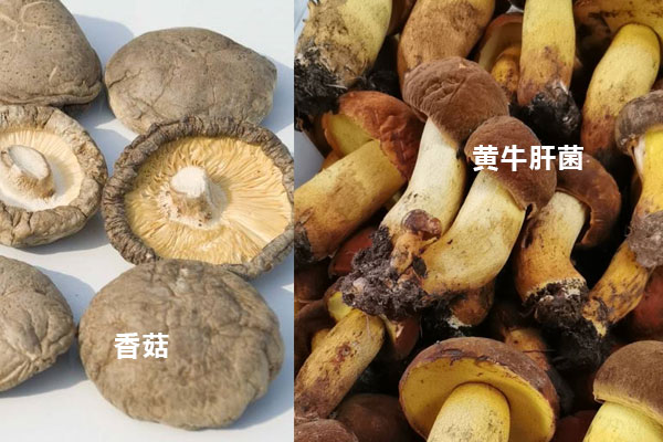 牛肝菌和香菇能一起煮雞嗎