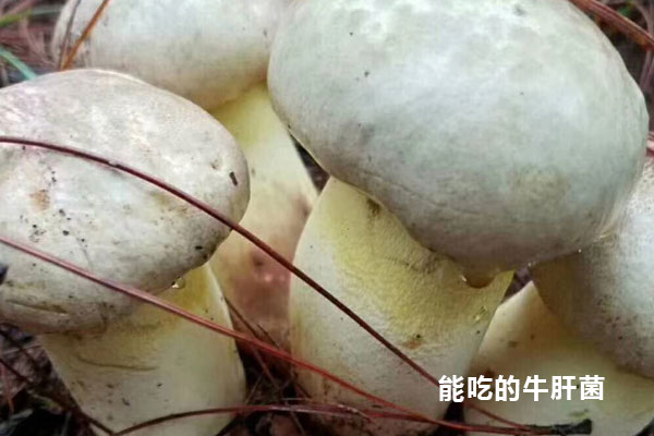 新鮮牛肝菌選購技巧