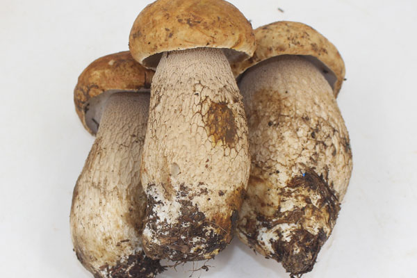 喝酒吃牛肝菌會中毒嗎