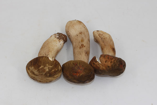 吃牛肝菌的禁忌有哪些