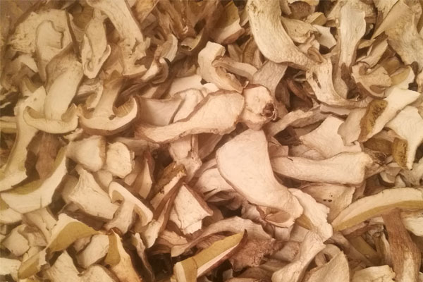 發(fā)苦的牛肝菌可以吃嗎