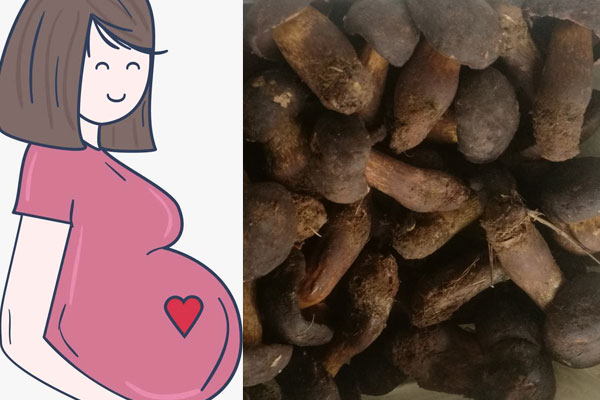 野生牛肝菌懷孕早、中、晚期能吃嗎