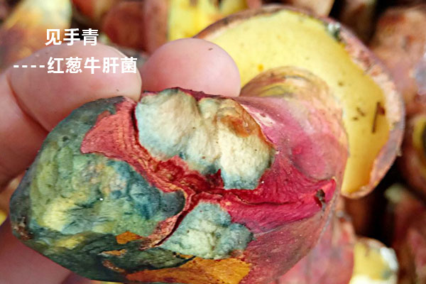 野生見手青孕婦可以吃嗎