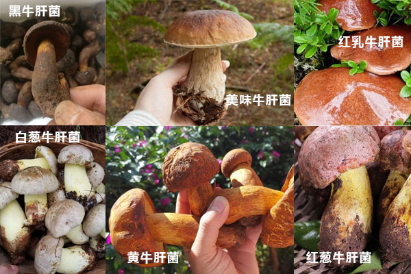 牛肝菌有哪幾種